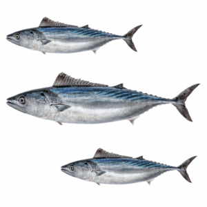 Palamut